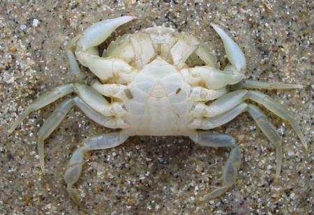 Arthropode.